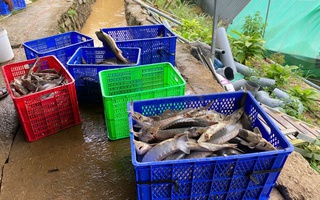 Sạt lở núi làm chết gần 70 tấn cá tầm, thiệt hại hơn 8 tỉ đồng