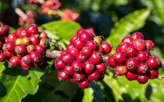 Giá cà phê hôm nay 9-10: Tăng rất mạnh, Robusta Việt có bị soán ngôi vua?