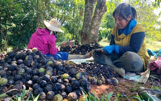 Lợi ích kép từ rừng trẩu phòng hộ