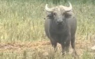 Xuất hiện con trâu lạ liên tiếp đuổi húc người