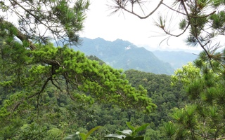 6 loài cây hạt trần quý hiếm có nguy cơ tuyệt chủng tại 1 khu rừng ở Thanh Hóa