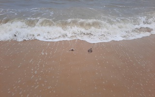 Thứ "không muốn thấy" xuất hiện ở bờ biển Quảng Trị