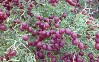 Một loài cây dại ở châu Á có thể là "thần dược" trị tiểu đường