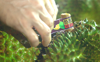 Cục Trồng trọt và Bảo vệ thực vật thông tin mới nhất về hoạt động kiểm nghiệm sầu riêng