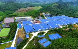 Một xã ở Thanh Hóa "cõng" 7 trang trại heo quy mô hơn 100.000 con