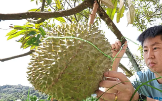 Sầu riêng sẽ trở thành "quốc quả" của Malaysia?