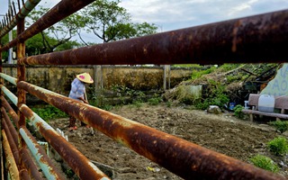 Cận cảnh hoang tàn ở Bệnh viện Phục hồi chức năng cũ tại Đà Nẵng