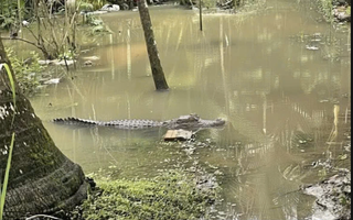 Chưa tìm thấy tung tích cá sấu 1,5 m từng xuất hiện sát nhà dân ở Cần Thơ