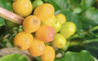 Giá cà phê hôm nay 12-11: Arabica lại tăng nóng, Robusta có diễn biến bất ngờ