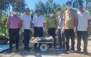 Người đàn ông ở Huế bất ngờ bắt được trăn "khủng" trong vườn nhà