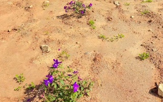 Đường hoa người chồng trồng tưởng nhớ vợ ở Đắk Lắk liên tục bị nhổ trộm