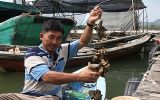 Từ nghề nuôi hàu truyền thống thành thương hiệu du lịch