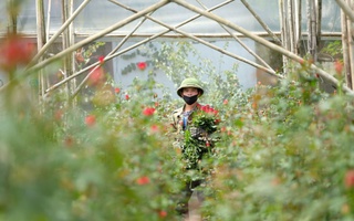 Gần 20-11, nhiều chủ vườn hoa... lo lắng