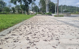 Quảng Ngãi: Hiện tượng kỳ lạ khi hàng ngàn con giun trồi lên mặt đất