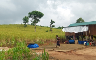 Dẻo thơm hạt lúa, lấp lánh tình người