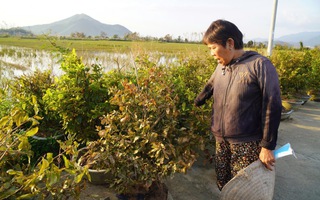 Xác xơ “thủ phủ” mai vàng miền Trung