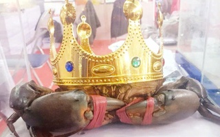 Thông tin mới quan trọng về tìm "vua cua" Cà Mau