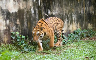 Xây dựng phương án chuyển đàn hổ 9 con ra Vườn thú Hà Nội