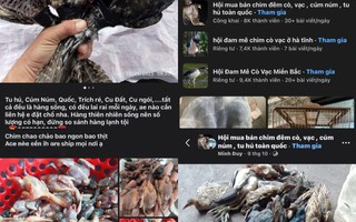 Bị tận diệt, chim hoang dã ngày càng vắng bóng