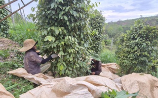 Nông sản Việt rộng cửa vào Mỹ