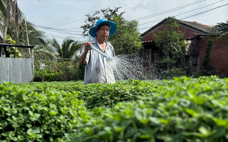 Kỳ vọng mùa hoa kiểng Tết