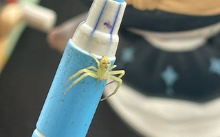 Nhện “mặt người” gây chú ý trên mạng Thái Lan