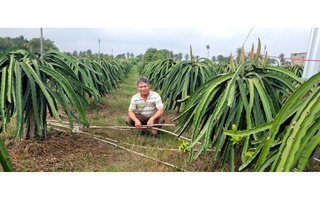 Trộm cắp hoành hành tại các vườn trồng thanh long ở Tây Ninh và Đồng Tháp