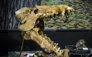 "Heo địa ngục” nặng 1 tấn ở Mỹ đã nhai cả tê giác