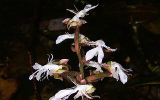 Phát hiện loài lan quý hiếm trong sách đỏ tại một khu rừng ở Thanh Hóa