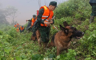 Hình ảnh chó nghiệp vụ tìm kiếm nạn nhân bị lở núi ở Đà Nẵng