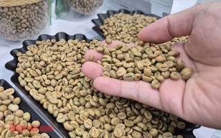 Giá cà phê hôm nay 17-11: Chủ tịch VICOFA nói gì khi giá cà phê giảm mạnh?