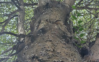 Nhiều người bất ngờ cầu cứu vì bị sâu róm “tấn công”