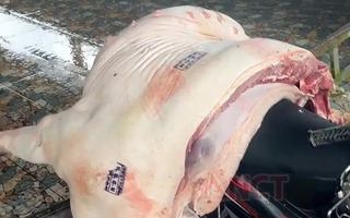 Bắt 3 cán bộ thú y liên quan vụ thịt heo nhiễm bệnh được đóng dấu kiểm dịch