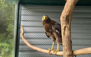 Diều hoa Miến Điện quý hiếm xuất hiện ở Quảng Trị