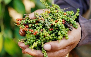 Giá tiêu tăng khi Mỹ giảm thuế