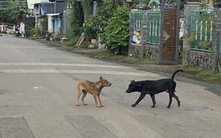 Chó dại cắn 3 người ở Đồng Nai