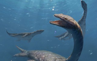 Trung Quốc: Quái vật cổ dài 42 đốt xuất hiện gần Lệ Giang cổ trấn