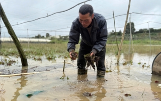 Ngập kéo dài, nông dân trồng rau ở Lâm Đồng chịu tổn thất nặng nề