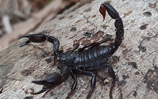 Thuốc ung thư đột phá từ nọc độc bọ cạp?