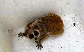 Phát hiện 1 con vật quý hiếm trong vườn keo, người dân bắt giao nộp công an