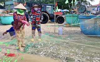 Hình ảnh ngư dân TP HCM trúng mùa cá mai "lộc trời"