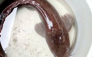 CLIP: Người dân ở An Giang đẩy côn bắt được con cá trê dài 1,4 m