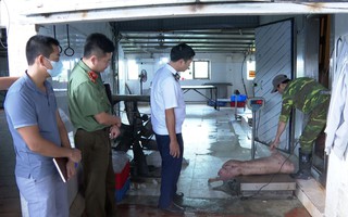 Chủ trang trại bán heo bệnh cho các đầu mối