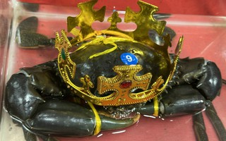 Số phận "vua cua" Cà Mau vừa được xác lập giờ ra sao?