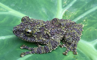 Loài ếch kỳ dị xuất hiện tại một khu rừng ở Thanh Hóa