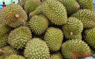 Giá sầu riêng tăng vọt nhưng nông dân vẫn kém vui