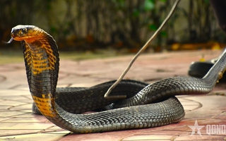 Rắn hổ mang chúa nặng 7 kg bất ngờ xuất hiện trong khu dân cư