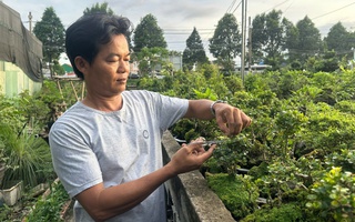 Làng cây kiểng Thủ Đức: Níu sắc xanh cho lòng phố thị