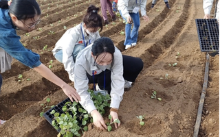 Sang Hàn Quốc làm nông, lao động Việt thu nhập khoảng 40 triệu đồng/tháng