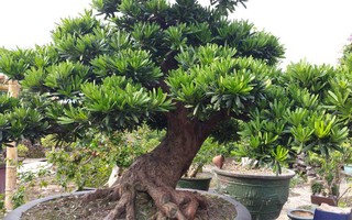 Một bị cáo ở Thanh Hóa được giảm án 10 tháng tù do ủng hộ người nghèo 1 triệu đồng